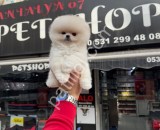 Resmi İşletme Pomeranian Boo Yavruları