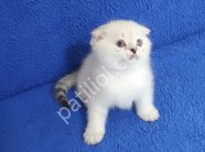 YENİ YUVASINA GİTMEYE HAZIR SCOHTİSH FOLD PONÇİK