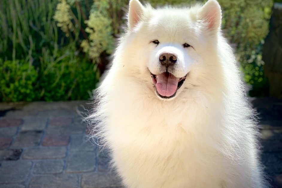 Samoyed Hakkında Her Şey