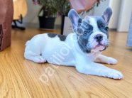 Mavi Beyaz French Bulldog Yavruları