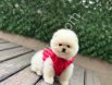 POMERRİAN boo yavrular