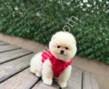 POMERRİAN boo yavrular
