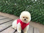 POMERRİAN boo yavrular