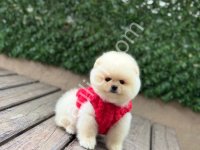 Pomerrian Boo Yavrular