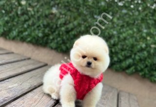 POMERRİAN boo yavrular