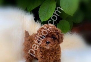 Oyuncak Gibi Tatlı Poodle
