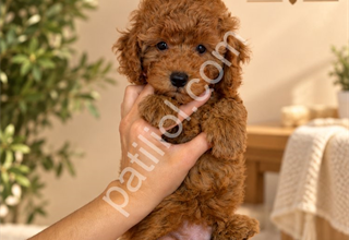 Sevimli Mini Poodle Dişi ve Erkek Yavrularımız