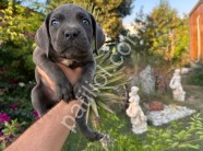 A scr cane corso yavrularımız