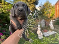 A Scr Cane Corso Yavrularımız