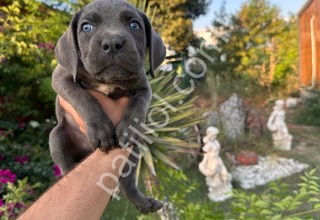 A scr cane corso yavrularımız