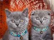 Scottish Fold Blue yavrular