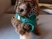 Tuvalet Eğitimli Toy Poodle Bebekler