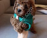Tuvalet Eğitimli Toy Poodle Bebekler