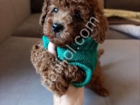 Tuvalet Eğitimli Toy Poodle Bebekler