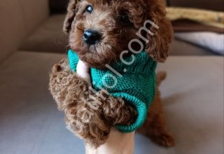 Tuvalet Eğitimli Toy Poodle Bebekler