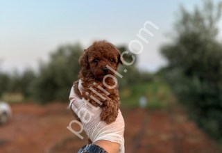 Renk renk çeşit çeşit toy poodle yavrularımız