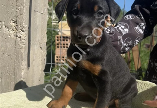King doberman yavrular