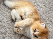 Üst Segment Golden British Longhair Yavrular