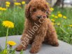 TOY POODLE SEVİMLİ YAVRULAR