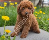 TOY POODLE SEVİMLİ YAVRULAR