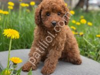 Toy Poodle Sevimli Yavrular