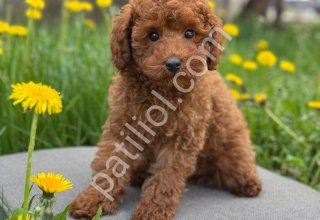 TOY POODLE SEVİMLİ YAVRULAR