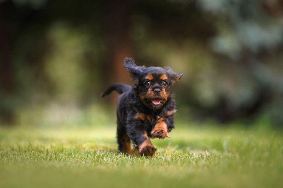 Köpekler Neden Havlar? Sebepleri ve Çözümleri