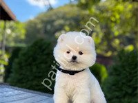 Irk Garantili Pomeranian Boo Yavrularım
