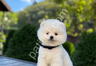 Irk garantili pomeranian Boo yavrularım