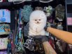 POMERRİAN boo yavrular ev ÜRETİMİ
