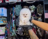 POMERRİAN boo yavrular ev ÜRETİMİ
