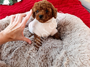 Irk ve sağlık garantili Toy poodle yavrularım