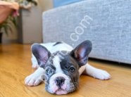 Mavi Beyaz French Bulldog Yavruları