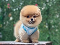 Pomerrian Boo Yavrular Ev Ortamında