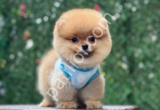 POMERRİAN BOO YAVRULAR EV ORTAMINDA