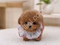 Show Kalite Maltipoo Dişi Yavrum