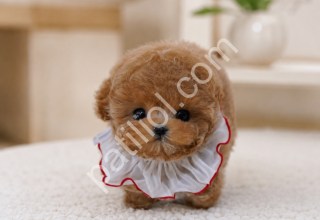 Show kalite Maltipoo dişi yavrum