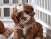 MALTİPOO CİNSİ YAVRULAR EV ÜRETİMİ
