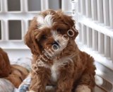 MALTİPOO CİNSİ YAVRULAR EV ÜRETİMİ