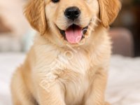 Golden Retriever Küt Burunlu Yavrular