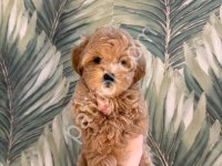 F1 Kalitede Maltipoo Yavrularım