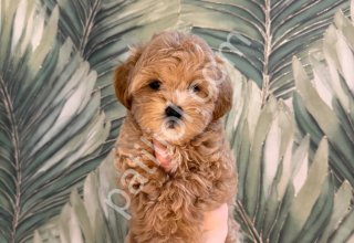 F1 kalitede Maltipoo yavrularım