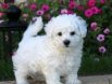 MALTESE TERRİER CİNSİ YAVRULAR