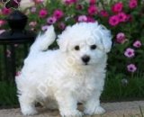 MALTESE TERRİER CİNSİ YAVRULAR
