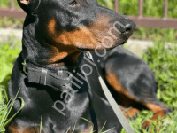 En Asil Doberman
