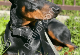 En Asil Doberman