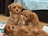 Orjinal Maltipoo Bebeklerim