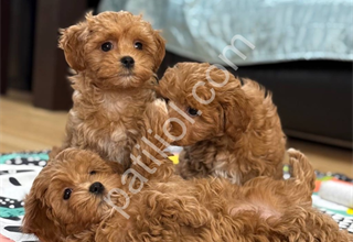 Orjinal Maltipoo bebeklerim