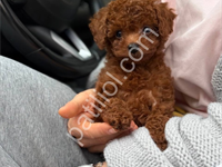 Safkan Toy Poodle Yavrular