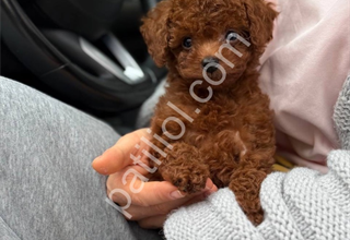 Safkan Toy Poodle Yavrular